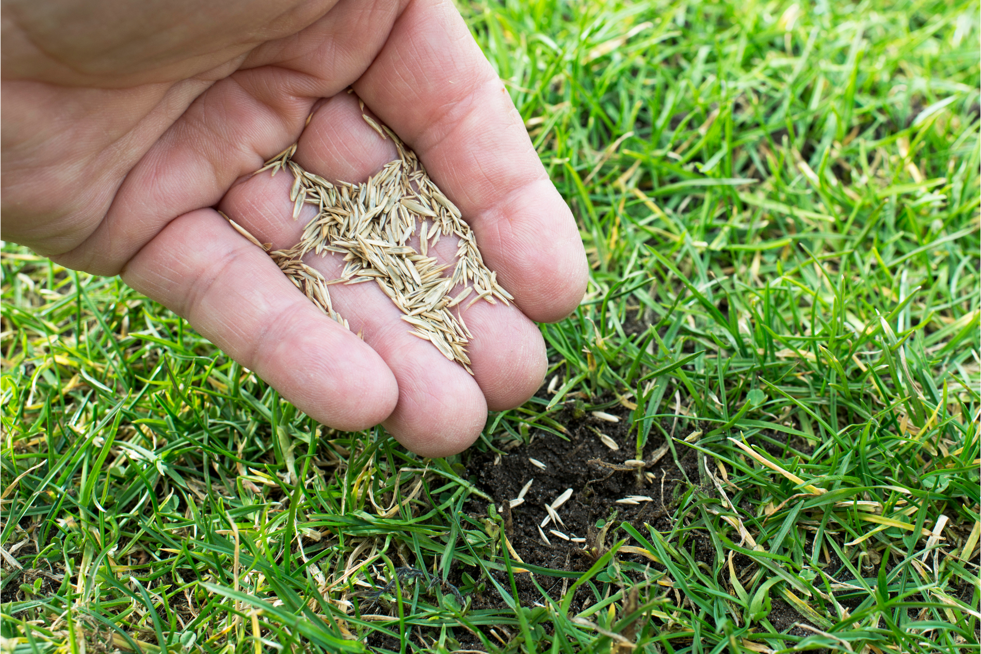 Overseeding