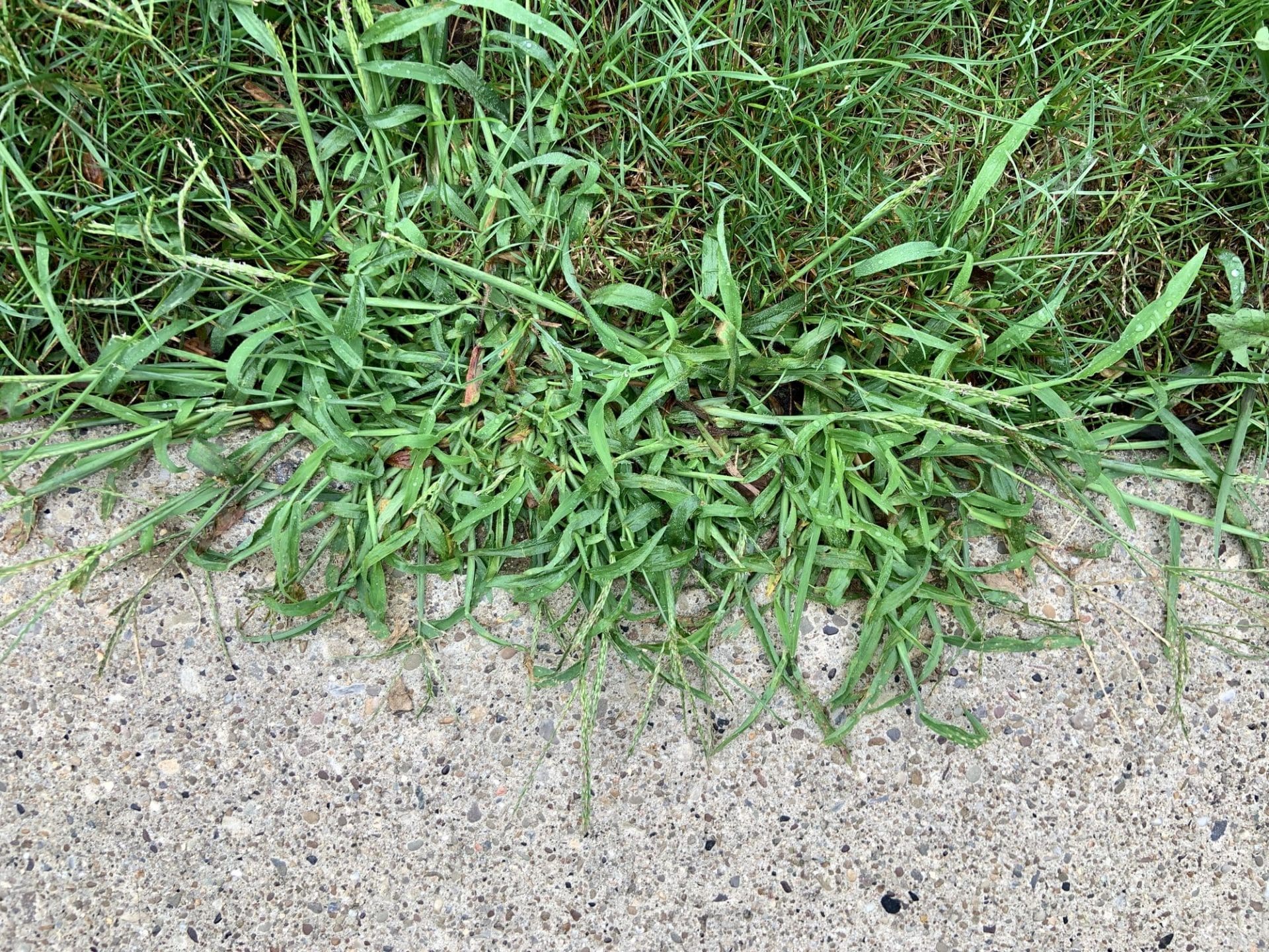 crabgrass-weeds-creeping-on-sidewalk-royalty-free-image-1714495108